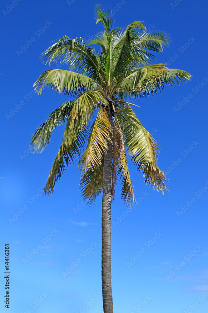 Fototapeta premium cocotier sur ciel bleu