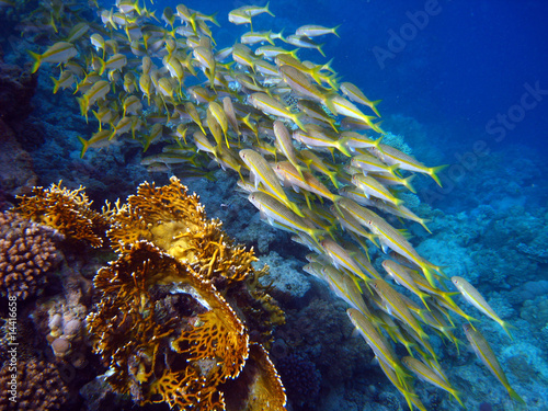 Fischschwarm am Riff photo