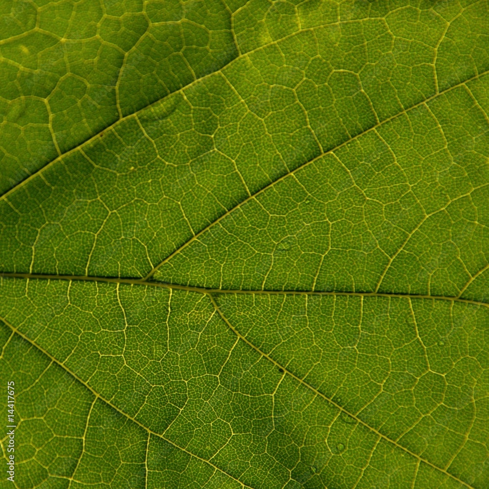 struktur, blatt struktur, blatt