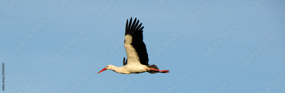 Obraz premium storch
