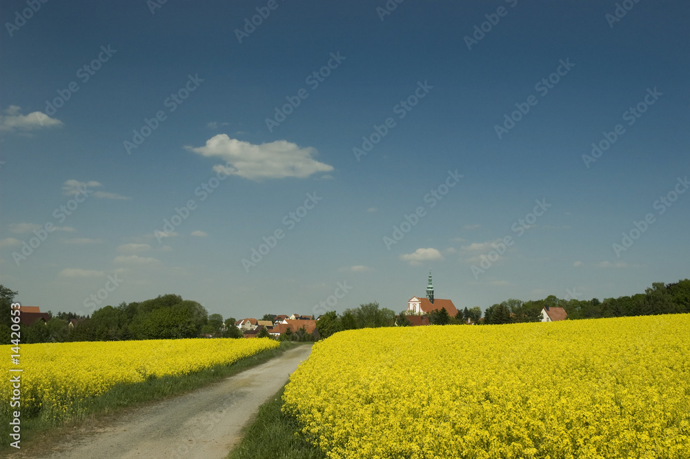 Naklejka premium Lausitzer Landschaft während der Rapsblüte, Kloster Marienstern