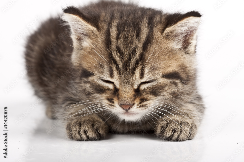 Obraz premium Cat