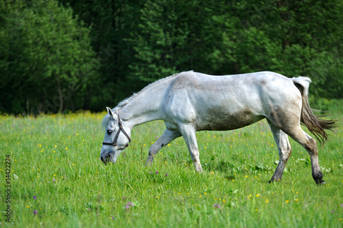 Obraz na płótnie Horse w salonie