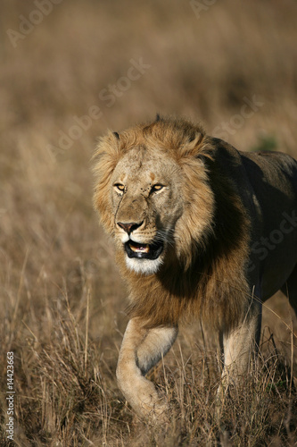 Single Male Lion walking in the Masai Mara