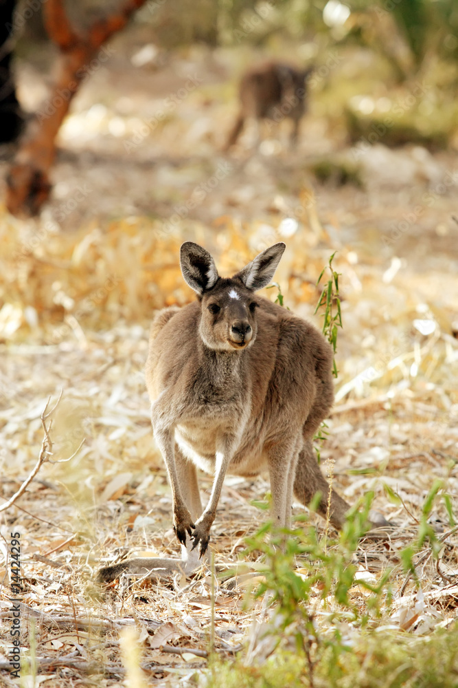Fototapeta premium Cute Young Kangaroo