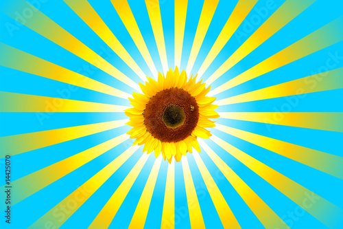Fototapeta Naklejka Na Ścianę i Meble -  Sonnenblume