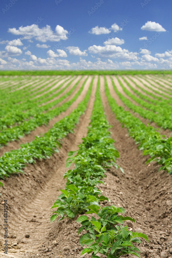 potatoes field