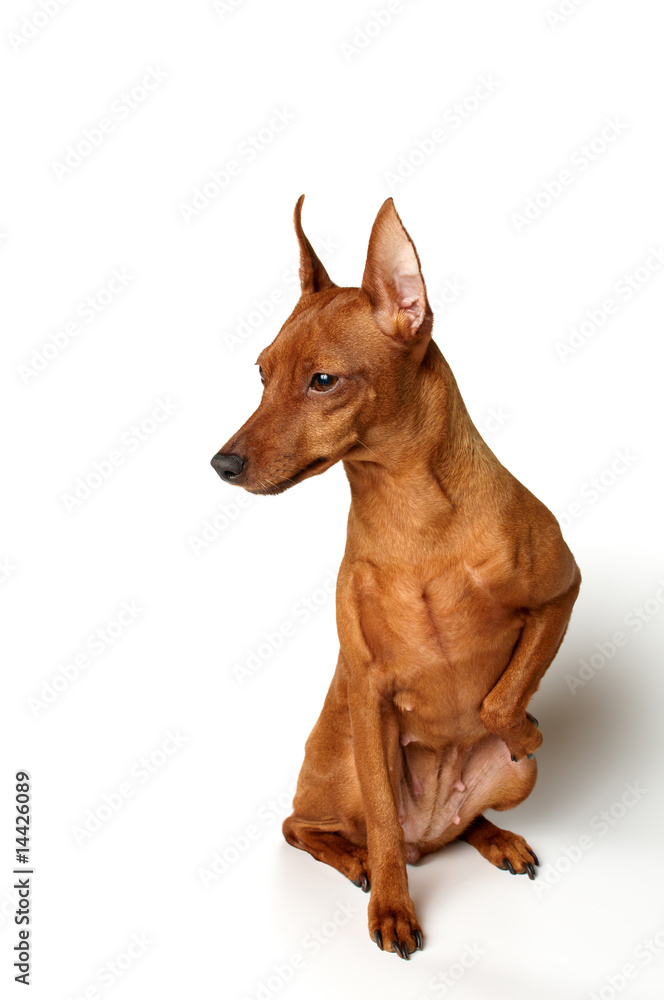 Red Miniature Pinscher on white background Red Miniature Pinscher on white background