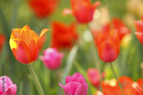Fototapeta Naklejka Na Ścianę i Meble -  Red and yellow tulips
