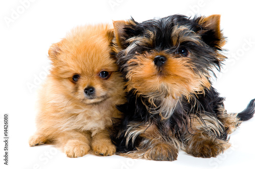 Puppies in studio