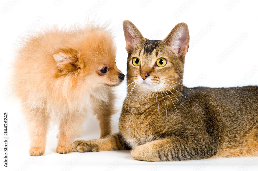 Puppy and cat in studio on a neutral background