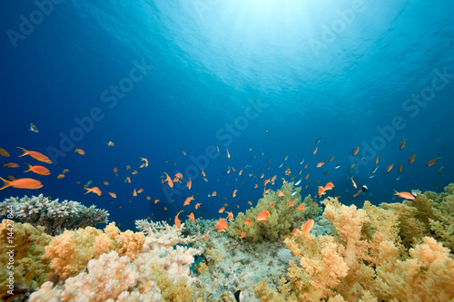 ocean, fish and coral
