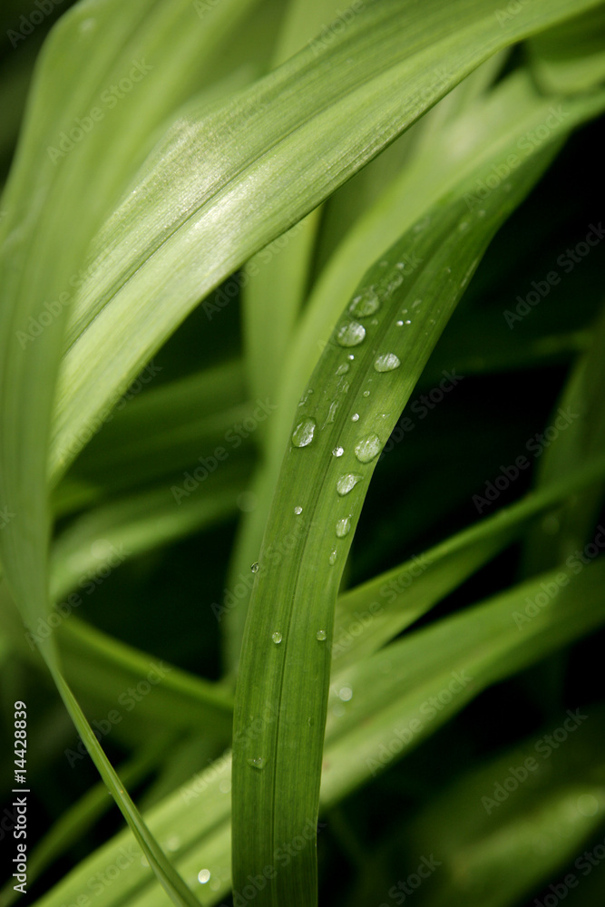 Green leafe with water drops