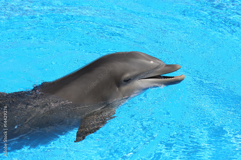 Fototapeta premium Dolphin in beautiful blue water