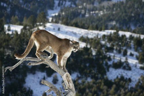 Mountain Lion od Dead Tree Snag