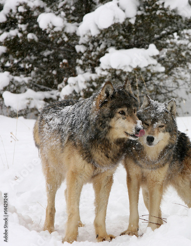 Alpha male and femalwe grey wolves