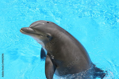 Dolphin in beautiful blue water