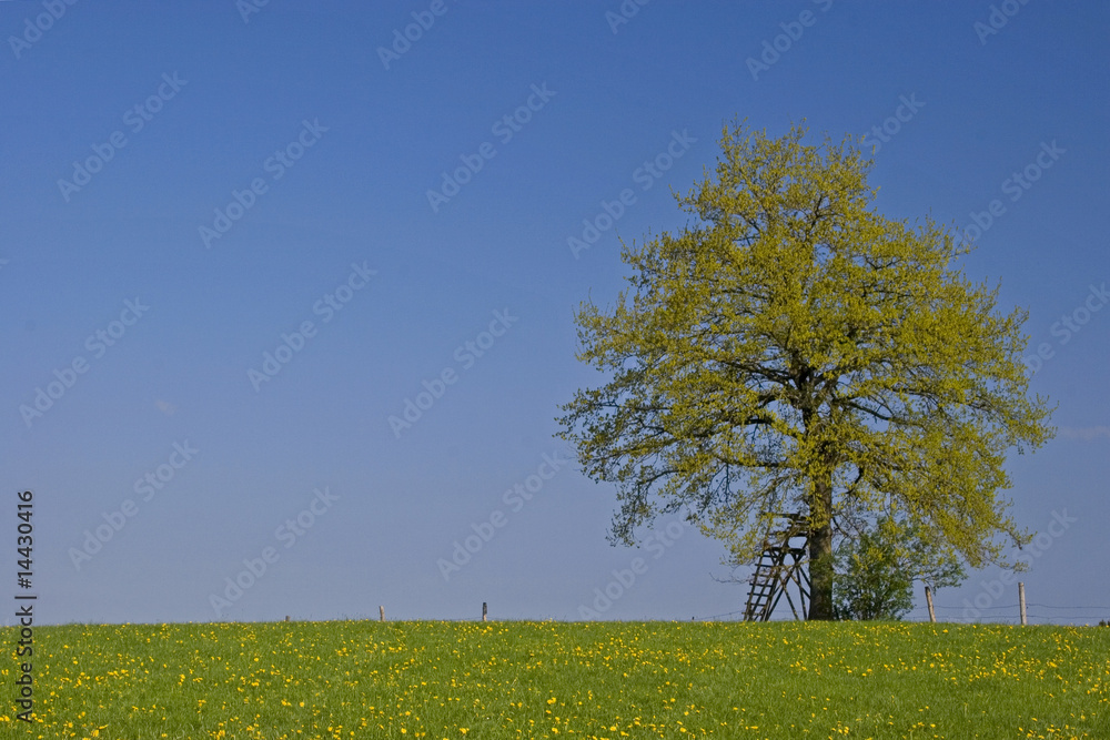 Obraz premium Baum mit Hochstand