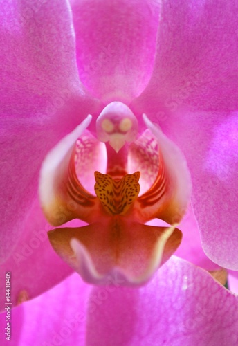 orchid