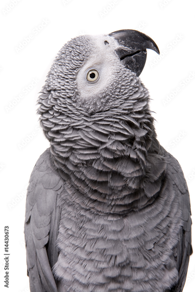 Fototapeta premium African Grey; Congo, isolated on white