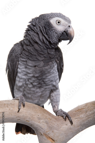 African Grey; Timneh, isolated on white