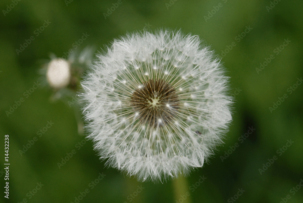Fleur blanche, fleur d'Ange de pissenlit Fleur blanche, fleur d'Ange de pissenlit
