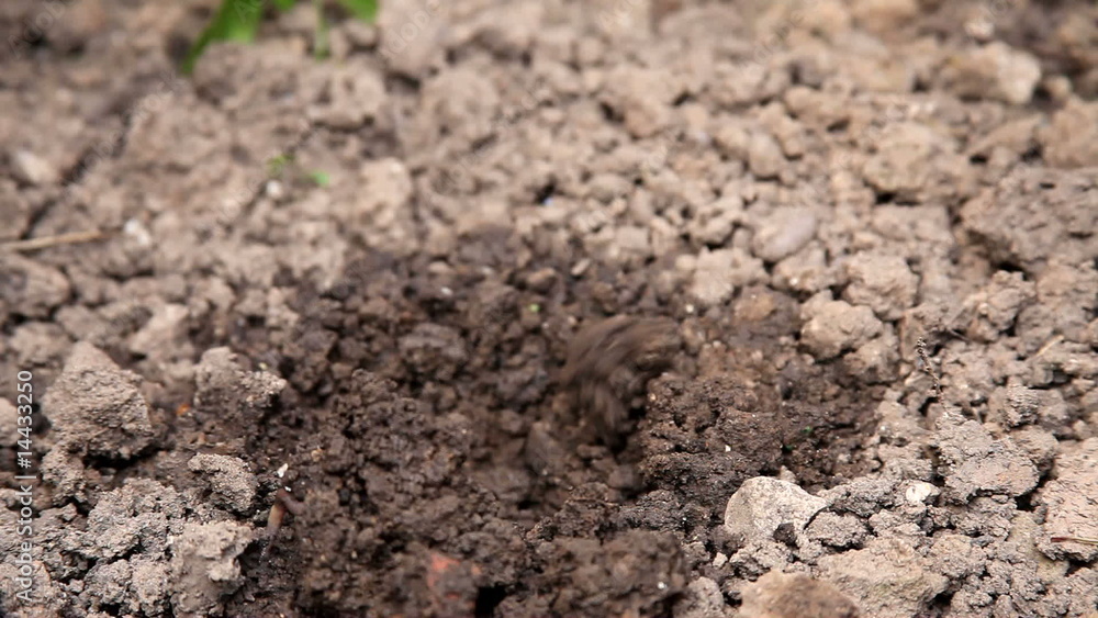 Planting a small petunia flower into the garden soil Planting a small petunia flower into the garden soil
