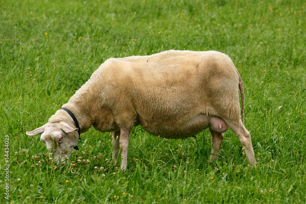 Fototapeta premium SONY DSC