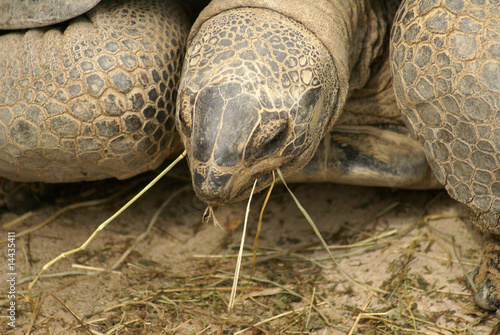 torture des Galapagosses photo