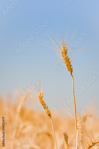 Field of wheat toned