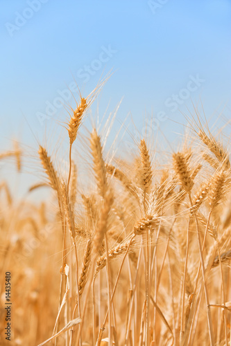 Field of wheat