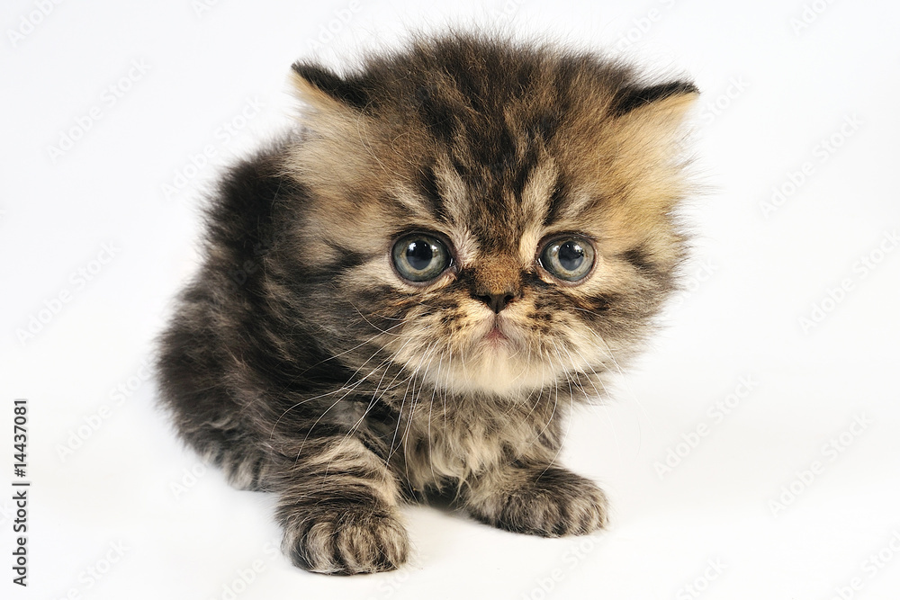 Persian kitten Persian kitten