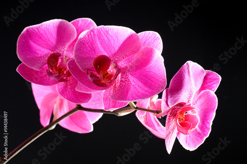 Pink orchid