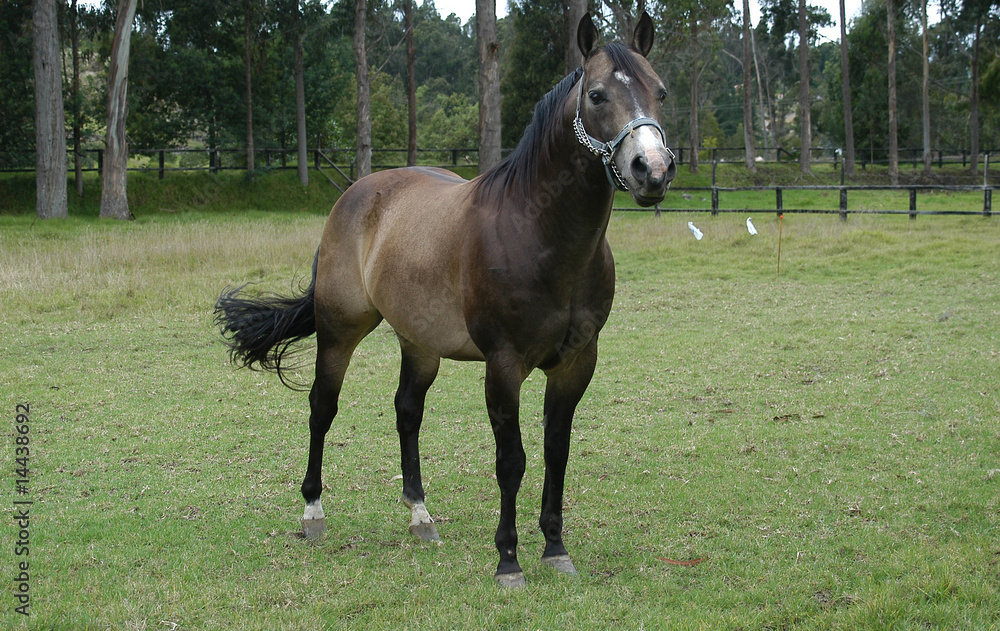 Fototapeta premium Horse 3