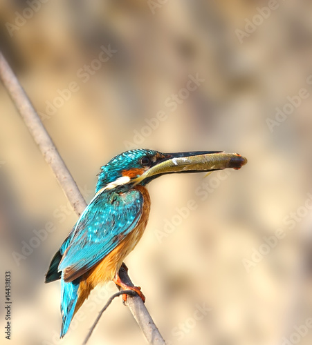 Fototapeta Halcyon with fish in the beak
