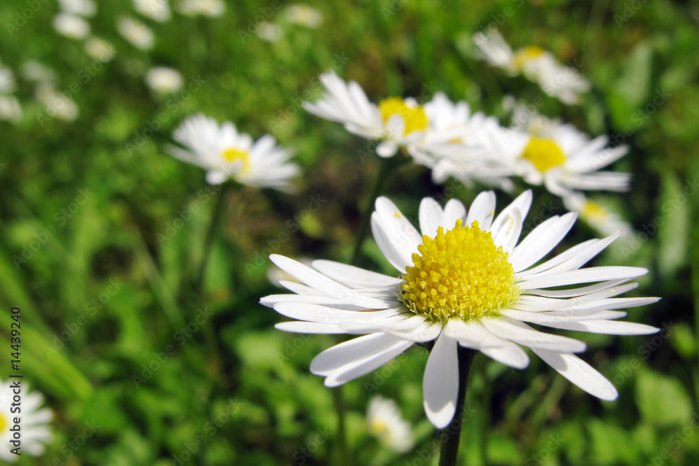 daisies - Gänseblümchen 3 daisies - Gänseblümchen 3