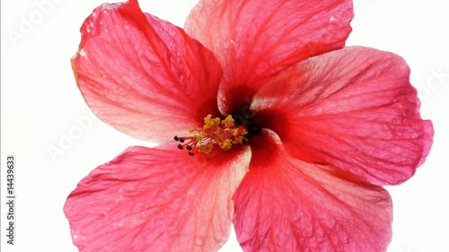 Fermeture d'une fleur d'hibiscus rouge.