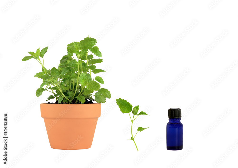 Lemon Balm Essential Oil Lemon Balm Essential Oil