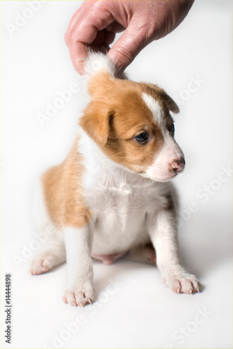 Puppy dog on white background