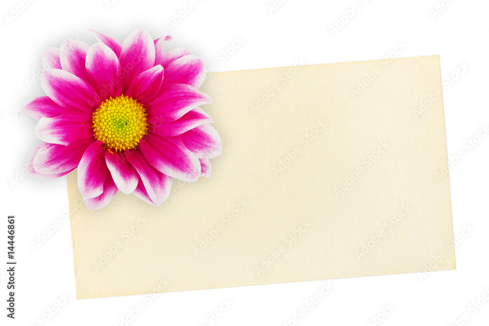 Greeting paper card and flower Greeting paper card and flower