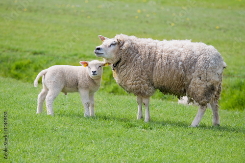 Sheep on freshly pasture