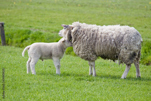 Sheep on freshly pasture