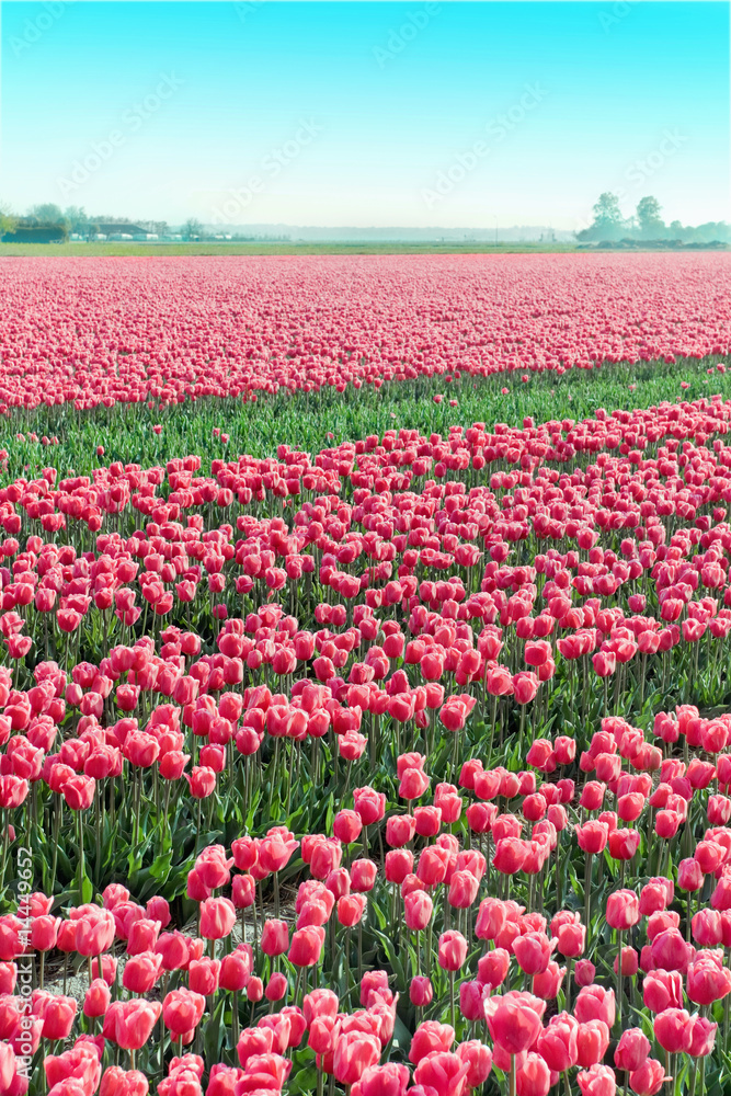 Field red white tulips in Netherlands
