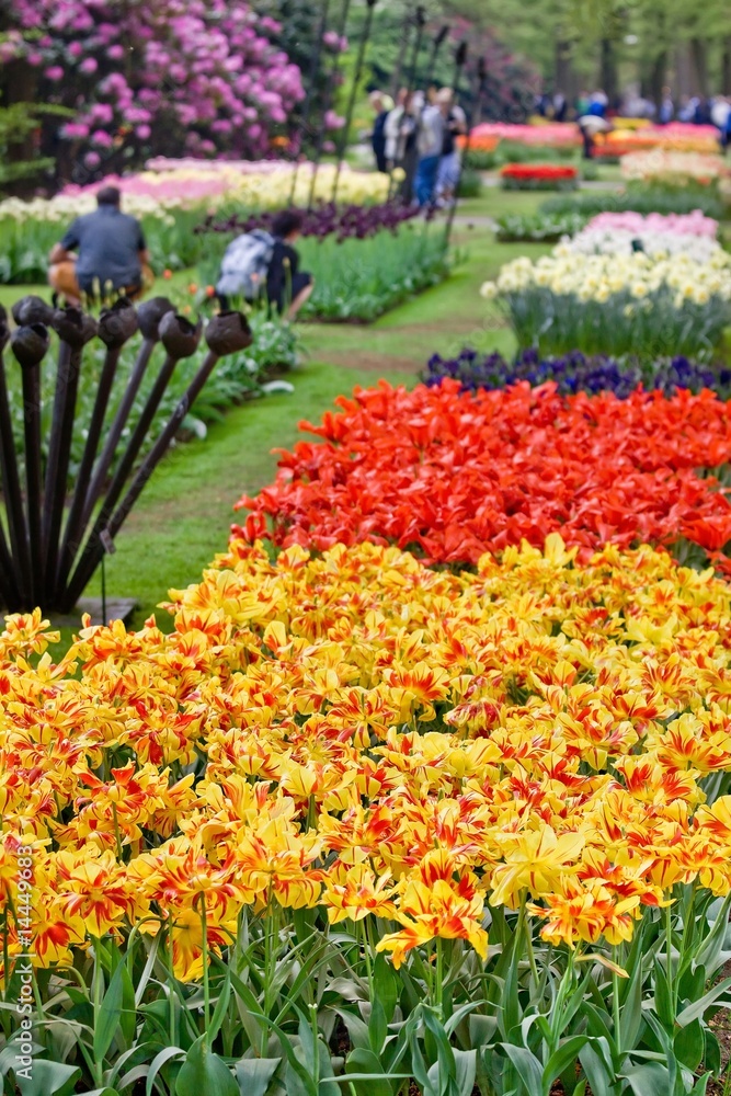 Beautiful garden of colorful flowers in spring - Keukenhof