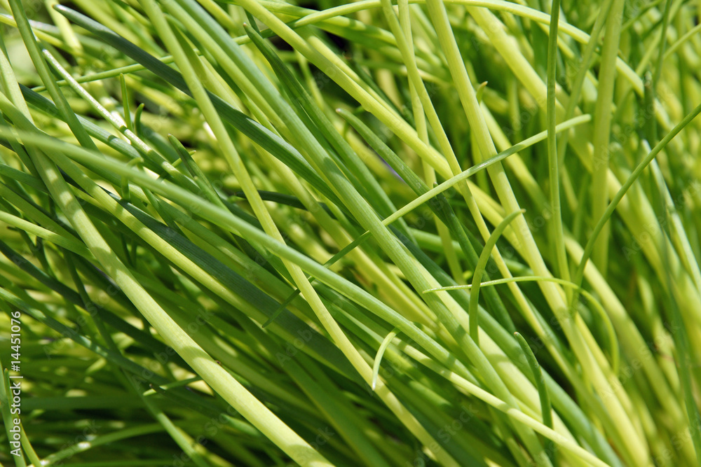 Schnittlauch - chives Schnittlauch - chives