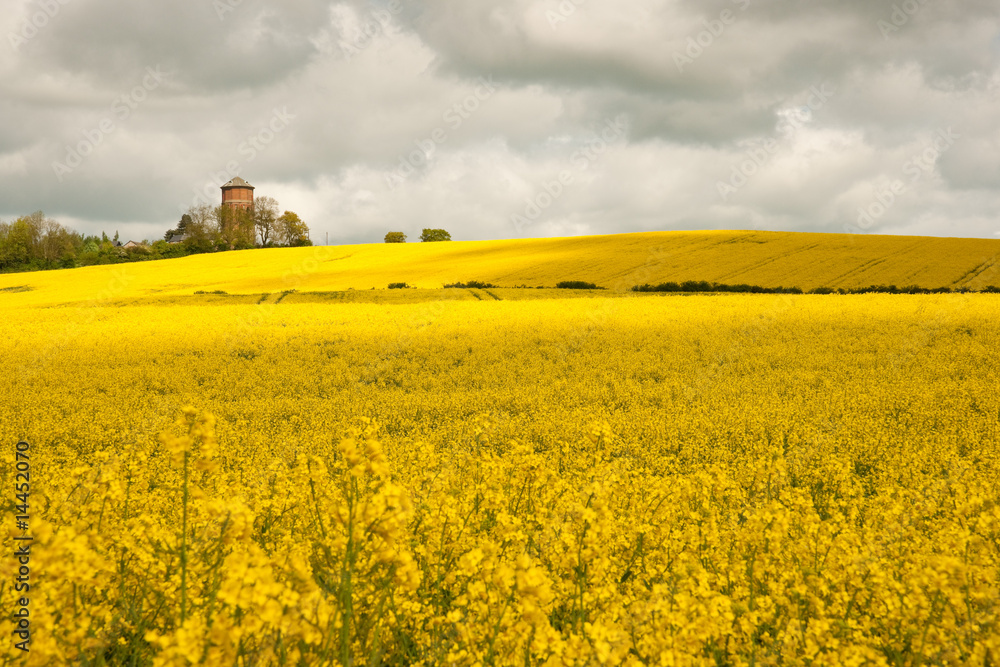 Rapeseed field