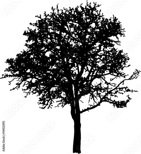 Acacia, an old dry tree