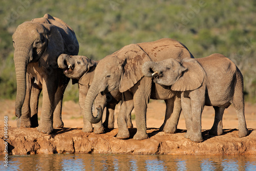 African elephants drinking water at a waterhole, South Africa
