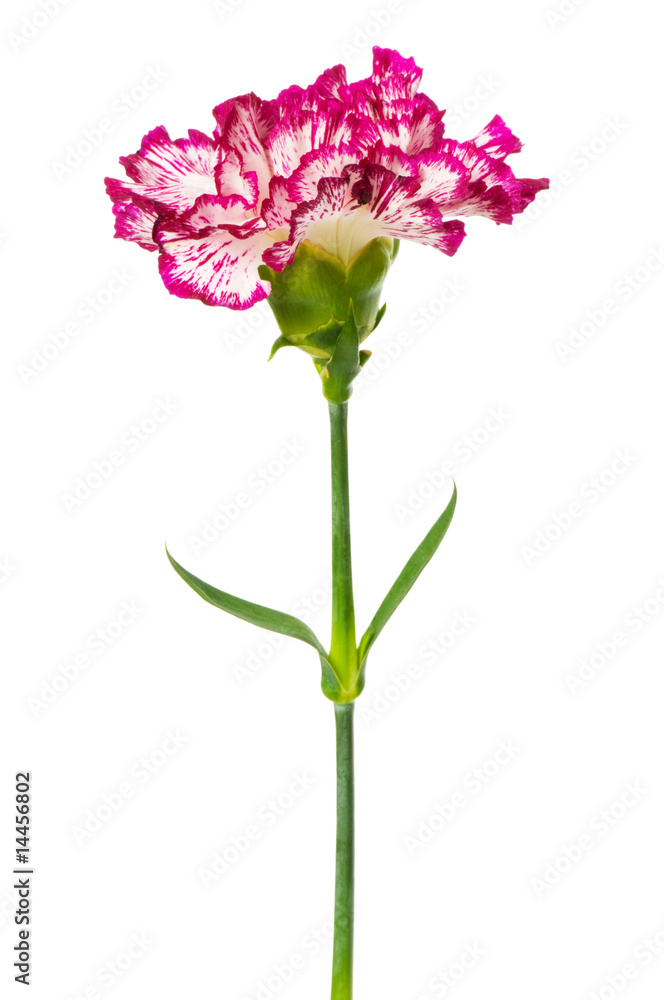 Red carnation isolated on the white background Red carnation isolated on the white background