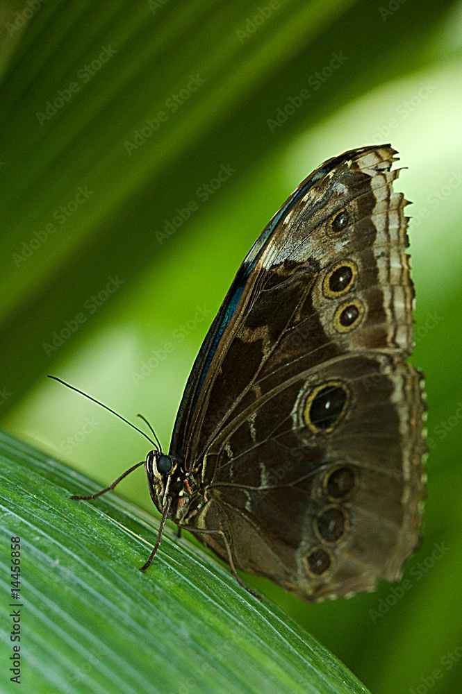 Naklejka premium Papillon